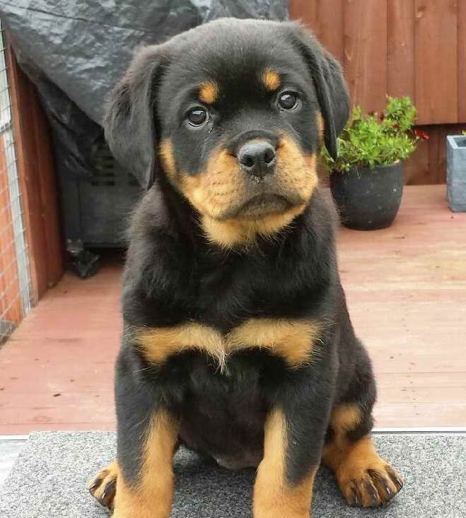 rottweiler for sale in pune