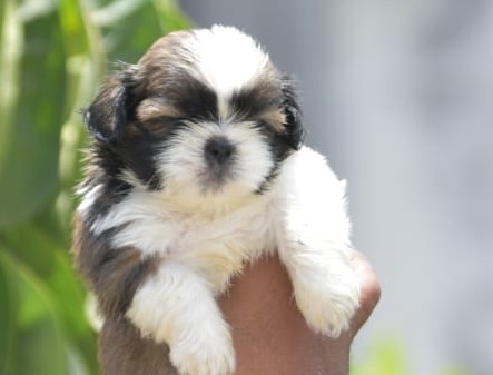 Shih tzu puppy price in thane