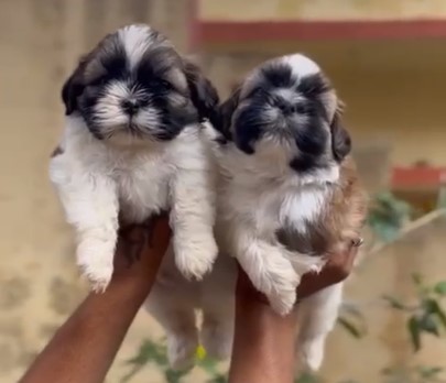 Shih tzu puppies for sale online in goa