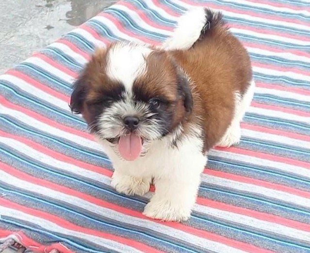 shih tzu dog price in goa