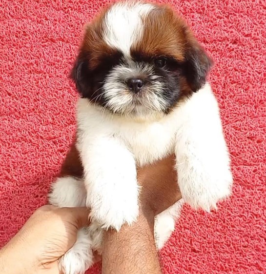 shih tzu male puppies for sale in goa