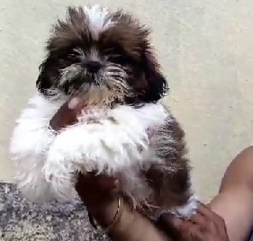 shih tzu female puppies price in goa