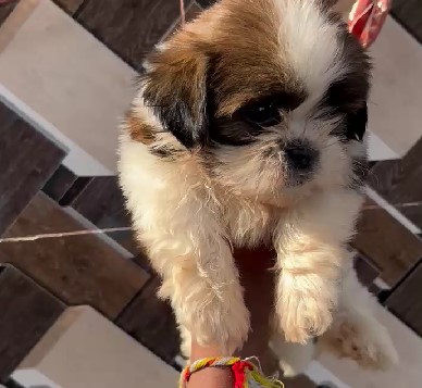 shih tzu dog breeder in goa