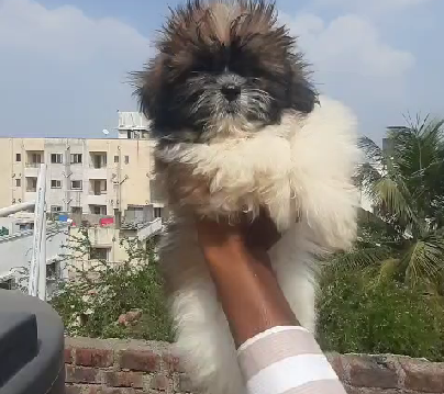 shih tzu puppy price in india