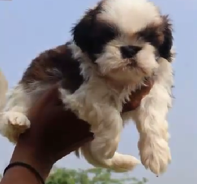 shih tzu dog kennel in india