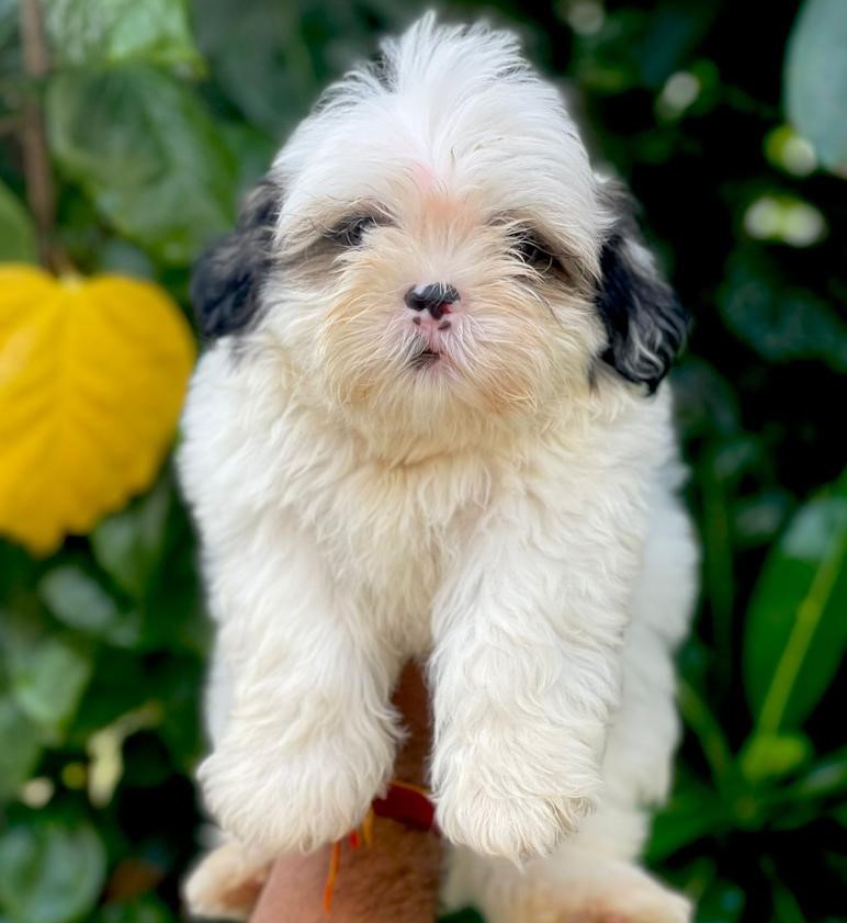 Shih tzu price in Kolkata