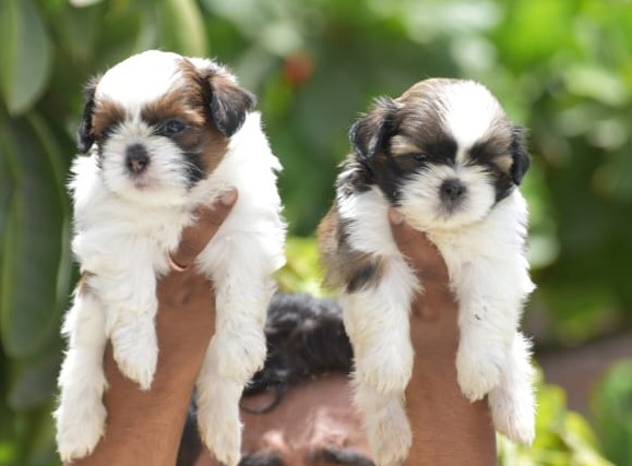 Shih tzu dog price in Kolkata