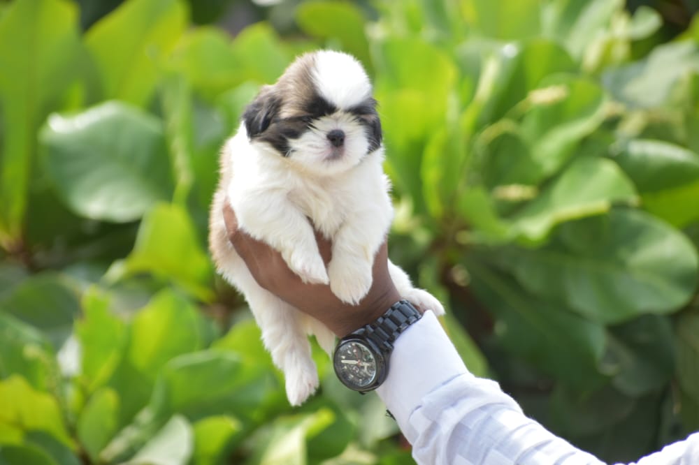 Shih tzu puppy price in Kolkata