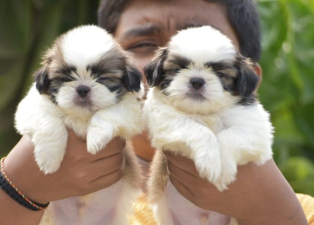 Shih tzu dog breeder in Kolkata