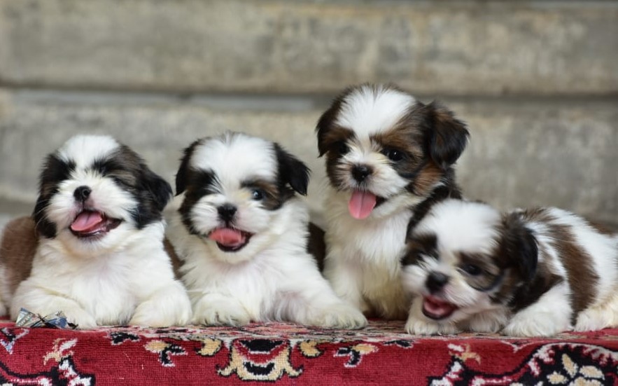 Shih tzu dog for sale in Kolkata