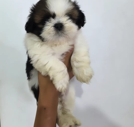 shih tzu for sale in pune