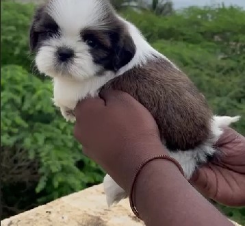 shih tzu pet shop in pune