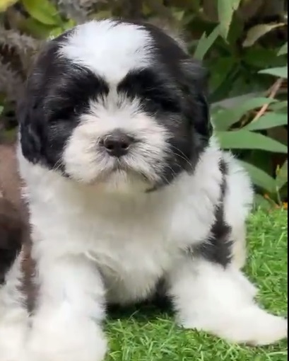 shih tzu price in Aurangabad