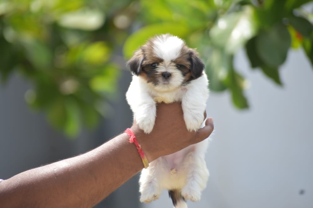 Shih tzu puppy price in kolhapur