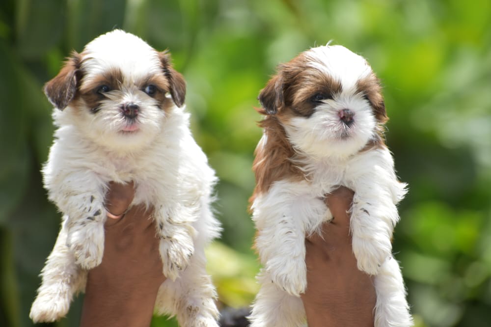 Shih tzu dog breeder in kolhapur