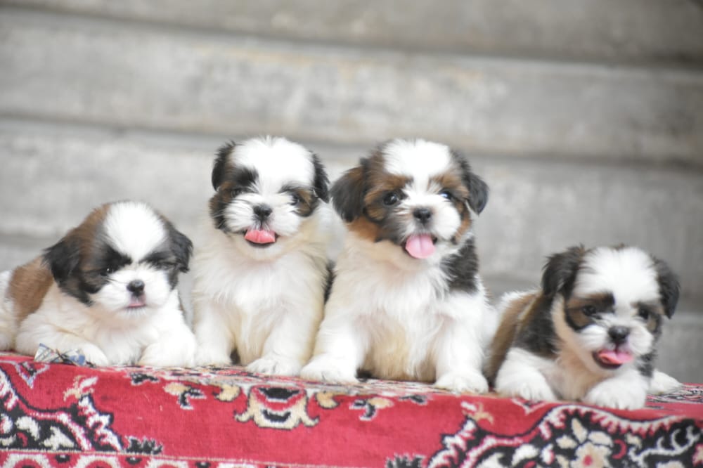 shih tzu for sale in kolhapur