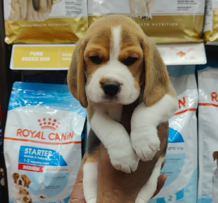  beagle for sale in nashik