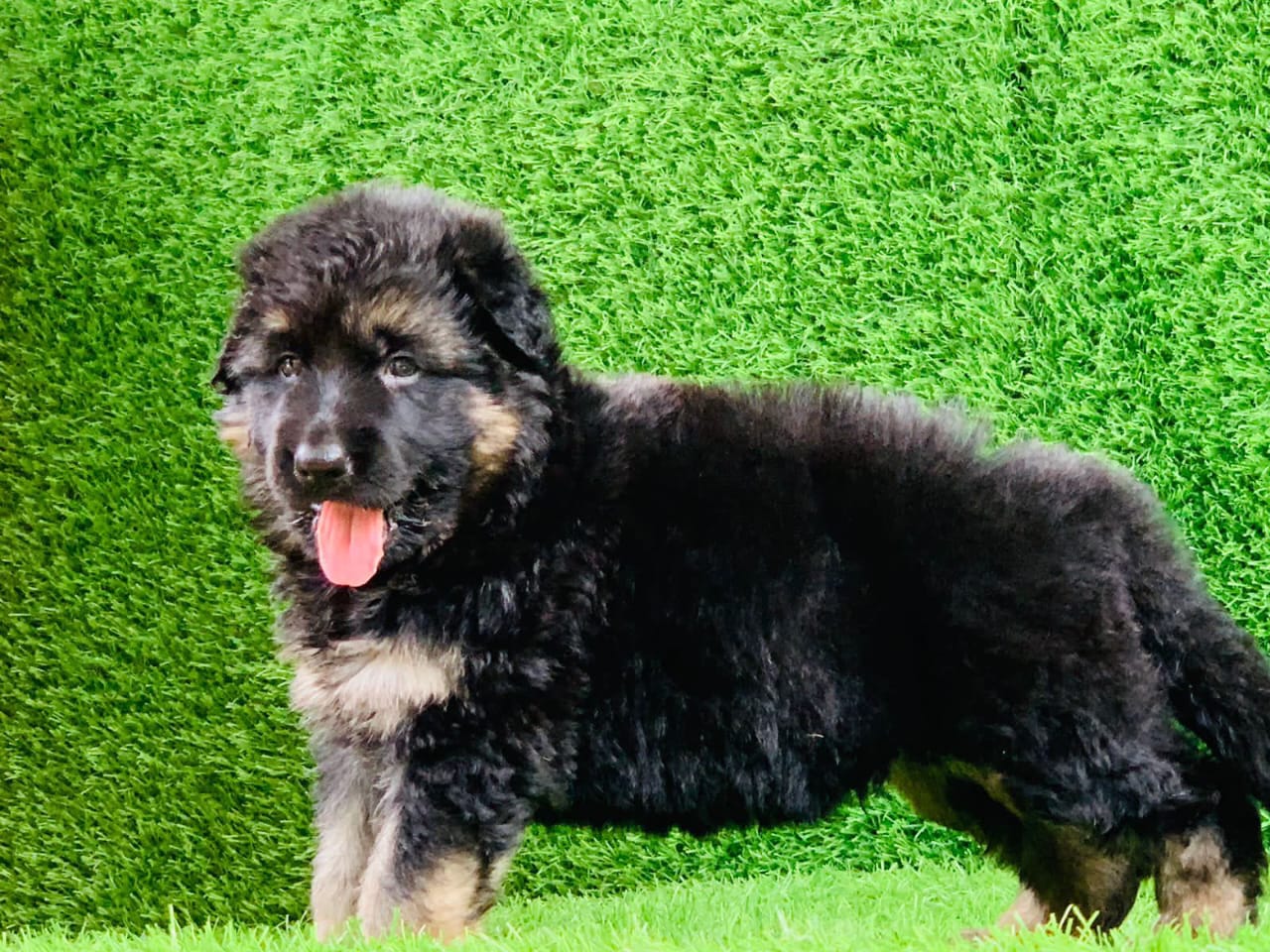  german shephered puppies for sale in nagpur