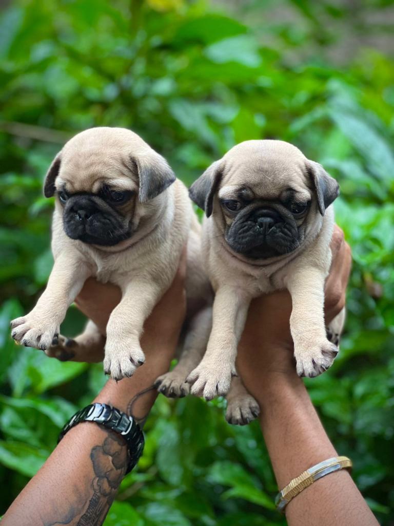  pug puppy price in nagpur