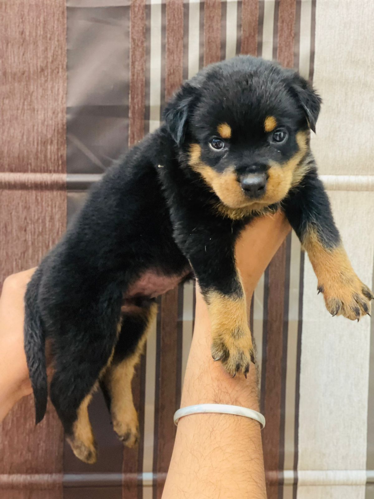  rottweiler puppy price for sale in nashik