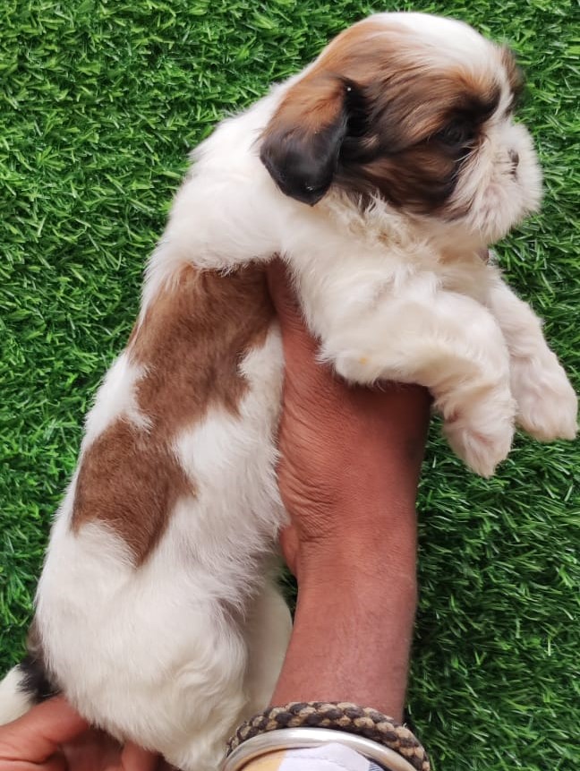 shih tzu puppies for sale in mumbai