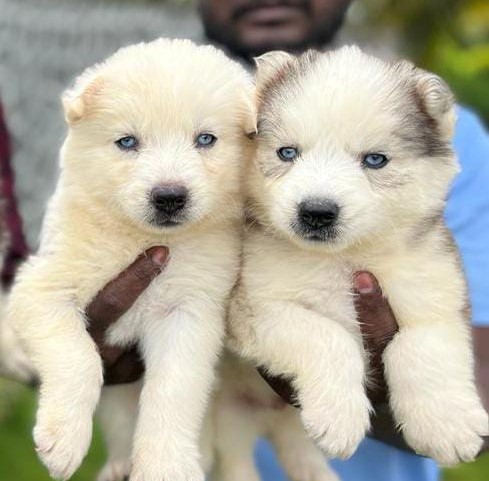  siberian husky for sale in nagpur