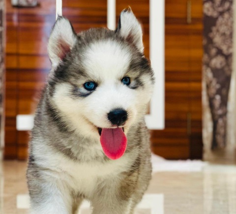 Siberian husky puppy price in Ahmedabad