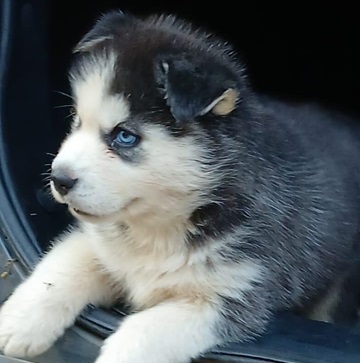 Siberian husky dog price in Ahmedabad