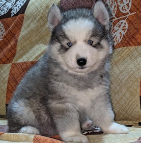 Siberian husky online purchase in Ahmedabad