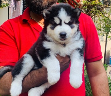 Siberian husky price in Ahmedabad