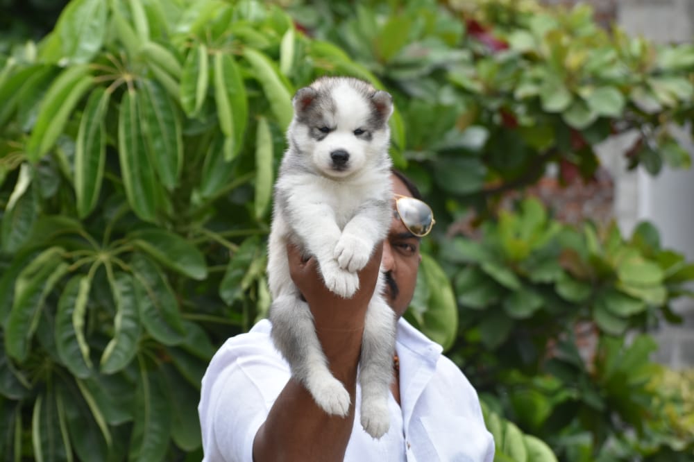 siberian husky dog kennel in India