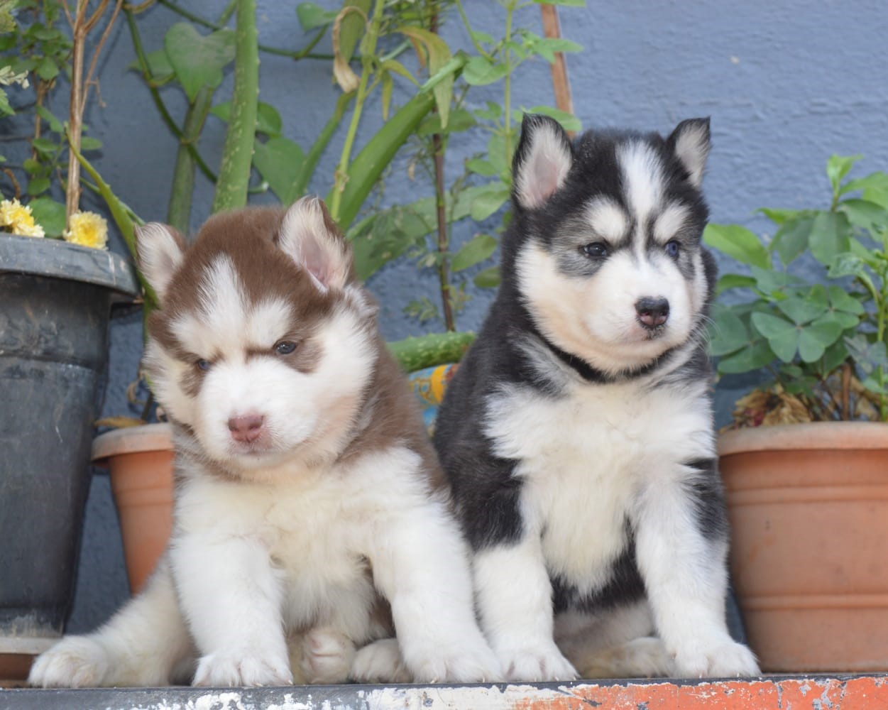 siberian husky puppies for sale in india