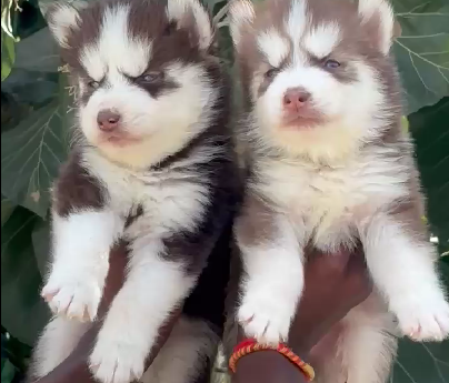 siberian husky dog price in india