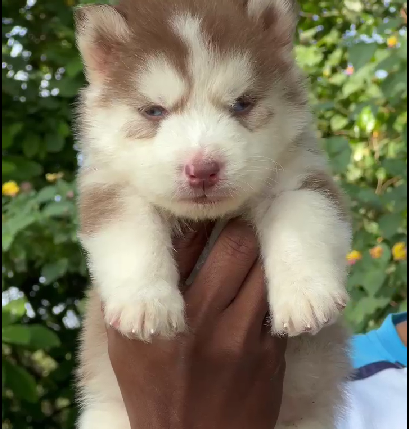 siberian husky male puppies for sale in india