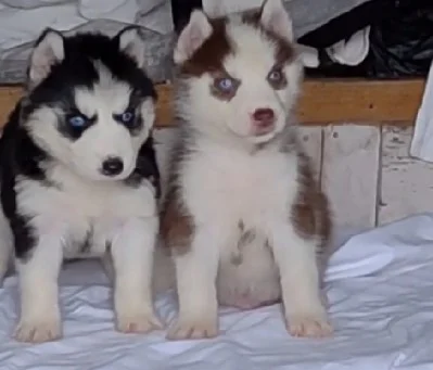 siberian husky price in india