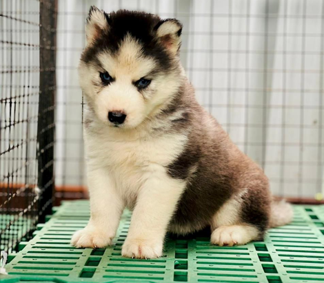 Siberian Husky Pet Shop In Pune