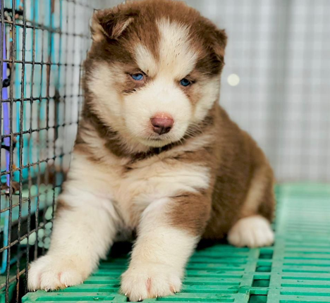 siberian husky breed price in pune