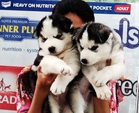  siberian husky for sale in Aurangabad