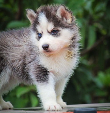  siberian husky dog price in Aurangabad