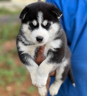  siberian husky puppy price in Aurangabad