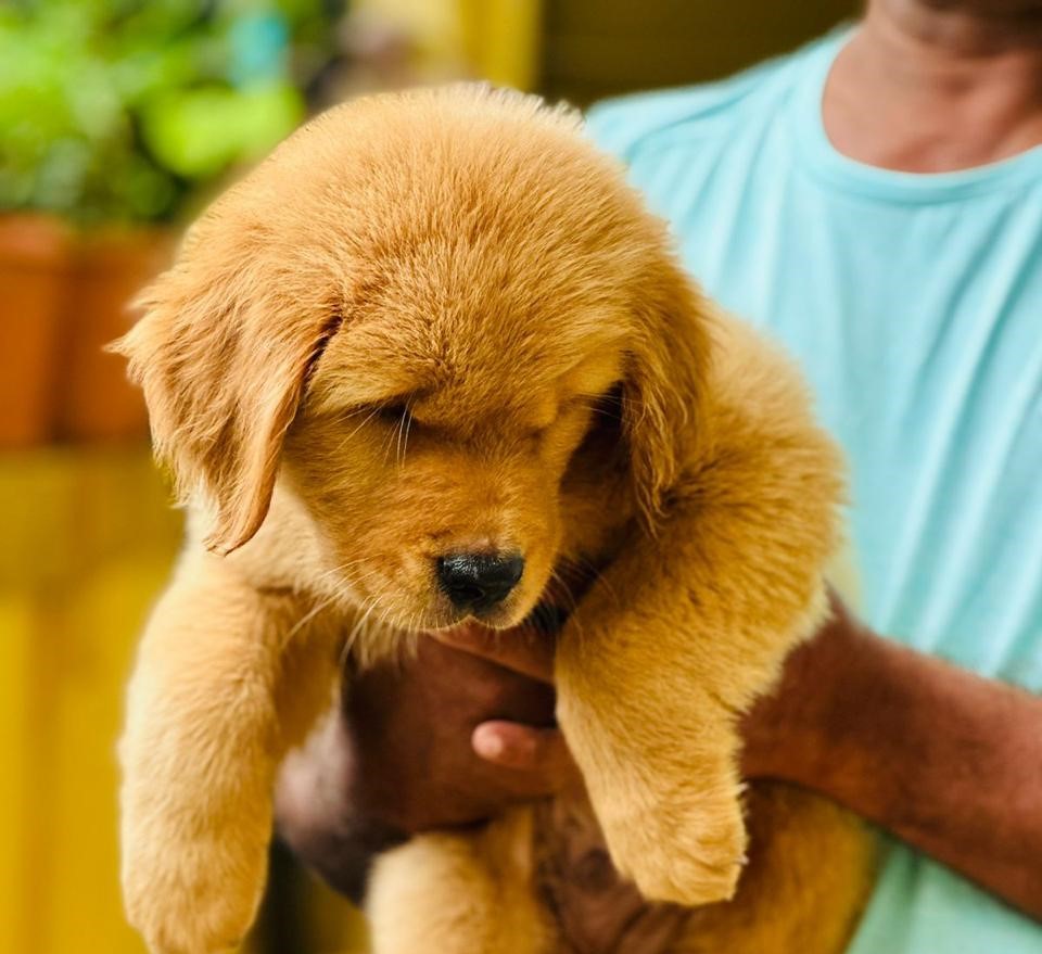  golden retriever dog price in nagpur