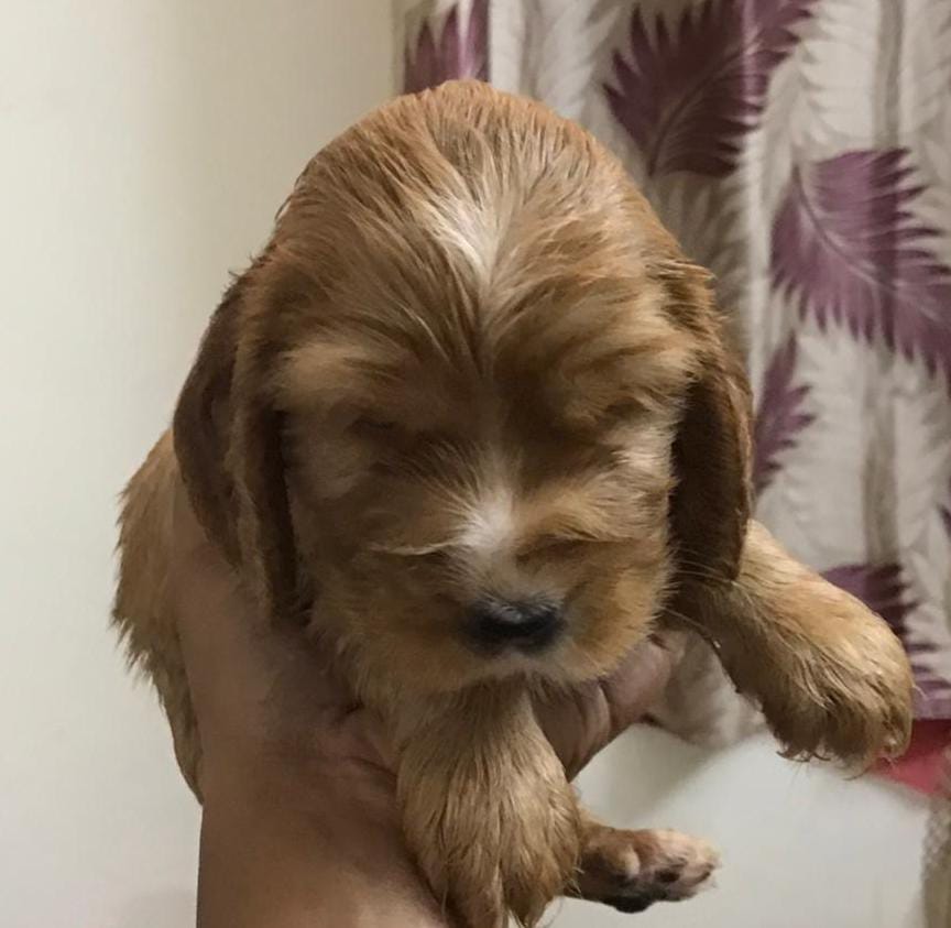  cocker spaniel dog price in Nashik