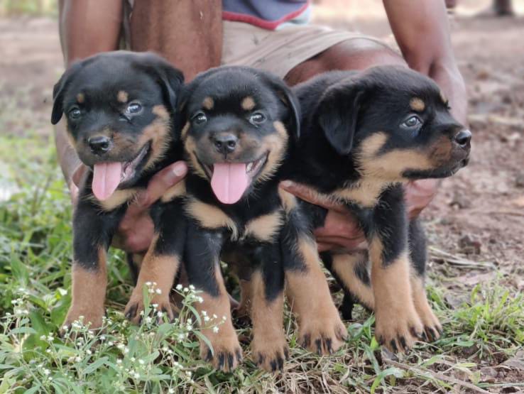  rottweiler puppies for sale in mumbai