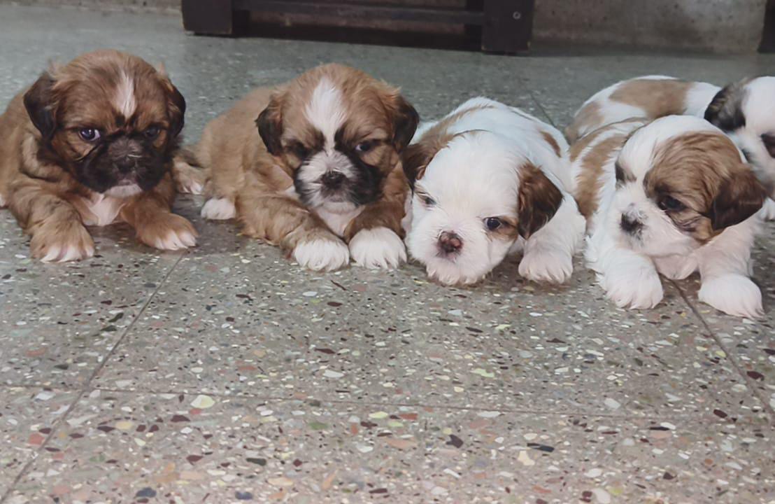  lhasa apso puppies for sale in nashik