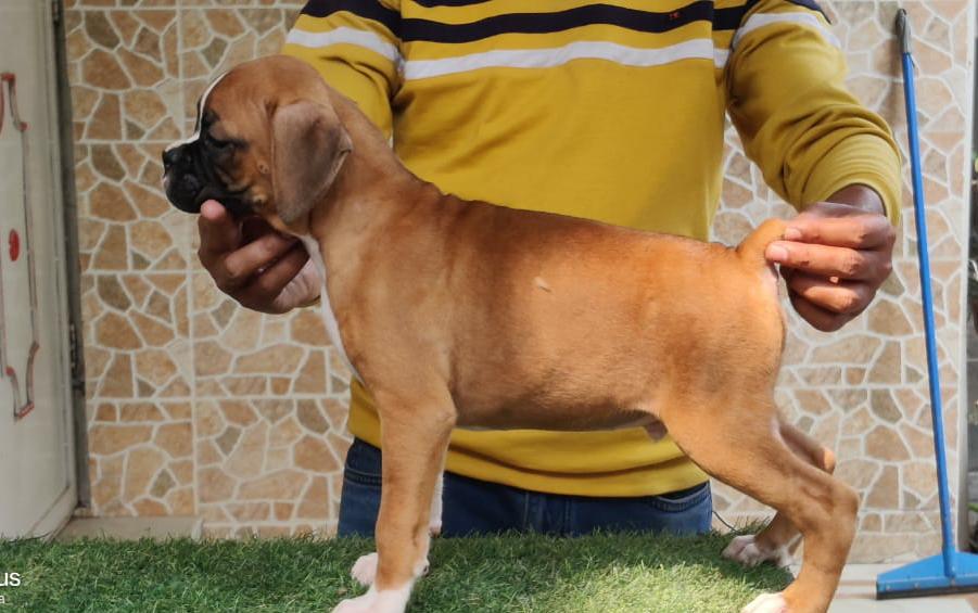  boxer puppies for sale in nashik