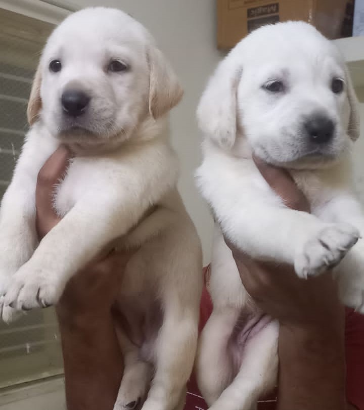  adorable labrador retriever puppy for sale in nashik