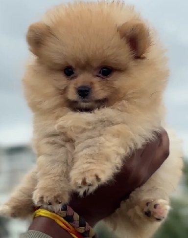 Toy Pomeranian price in Kolkata