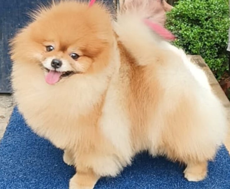 Toy Pomeranian price in Kolkata