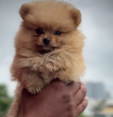 Toy Pomeranian price in Kolkata