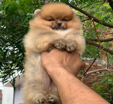 Toy Pomeranian price in Kolkata